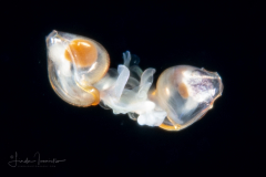 Sea Butterflies - Pteropoda - Euthecosomata - Telodiacria quadridentata - Mating