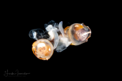 Sea Butterflies - Pteropoda - Euthecosomata - Telodiacria quadridentata - Mating