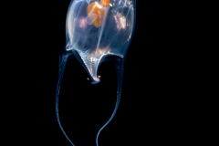 Sea Butterfly - Pteropoda - Euthecosomata - Cavolinia uncinata