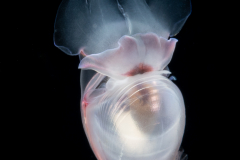 Sea Butterfly - Pteropoda - Euthecosomata - Cavolinia gibbosa