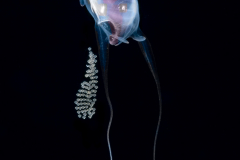 Sea Butterfly - Pteropoda - Euthecosomata - Cavolinia uncinata - Spawning