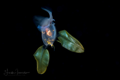 Sea Butterfly - Pteropoda - Euthecosomata - Cavolinia tridentata - With Green Mantle Appendages