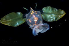 Sea Butterfly - Pteropoda - Euthecosomata - Cavolinia tridentata - With Green Mantle Appendages