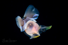 Sea Butterfly - Pteropoda - Euthecosomata - Cavolinia tridentata - With Green Mantle Appendages