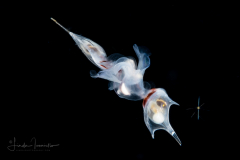 Sea Butterfly - Pteropoda - Euthecosomata - Diacria major -  Mating