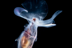 Sea Butterfly - Pteropoda - Euthecosomata - Cavolinia inflexa