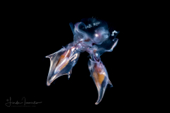 Sea Butterfly - Pteropoda - Euthecosomata - Cavolinia inflexa - Mating
