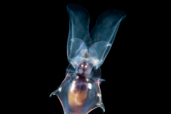 Sea Butterfly - Pteropoda - Euthecosomata - Cavolinia inflexa