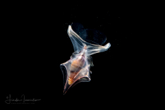 Sea Butterfly - Pteropoda - Euthecosomata - Cavolinia inflexa