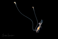 Sea Butterfly - Pteropoda - Euthecosomata - Cavolinia inflexa