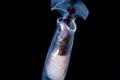 Sea Butterfly - Pteropoda - Euthecosomata - Cuvierina cf. atlantica