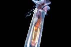 Sea Butterfly - Pteropoda - Euthecosomata - Cuvierina cf. atlantica