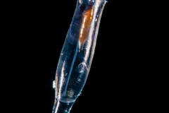 Sea Butterfly - Pteropoda - Euthecosomata - Cuvierina cf. atlantica
