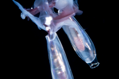 Sea Butterfly - Pteropoda - Euthecosomata - Cuvierina cf. atlantica - Mating