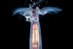 Sea Butterfly - Pteropoda - Euthecosomata - Cuvierina cf. atlantica - with Mucus Web