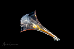 Sea Butterfly - Pteropod - Euthecosomata - Juvenile Diacria trispinosa