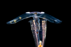 Sea Butterfly - Pteropoda - Euthecosomata - Hyalocylis striata