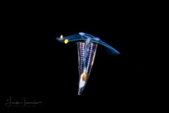 Sea Butterfly - Pteropoda - Euthecosomata - Hyalocylis striata