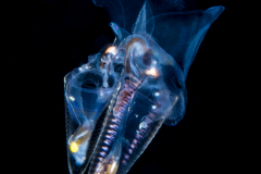 Sea Butterfly - Pteropoda - Euthecosomata - Hyalocylis striata - Mating
