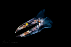 Sea Butterfly - Pteropoda - Euthecosomata - Hyalocylis striata - Mating