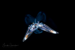 Sea Butterfly - Pteropoda - Euthecosomata - Hyalocylis striata - Mating