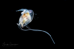 Sea Butterfly - Pteropoda - Euthecosomata - Cavolinia uncinata