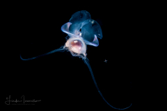Sea Butterfly - Pteropoda - Euthecosomata - Diacavolinia longirostris