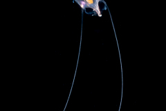 Sea Butterfly - Pteropoda - Euthecosomata - Cavolinia inflexa