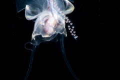 Sea Butterfly - Pteropoda - Euthecosomata - Diacavolinia longirostris - Spawning