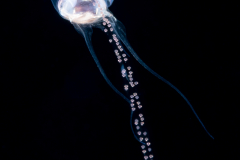 Sea Butterfly - Pteropoda - Euthecosomata - Diacavolinia longirostris - Spawning