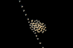 Sea Butterfly - Pteropoda - Euthecosomata - Cavolinia tridentata - Eggs