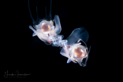 Sea Butterfly - Pteropoda - Euthecosomata - Diacavolinia longirostris - Mating