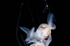 Sea Butterfly - Pteropoda - Euthecosomata - Diacavolinia longirostris. - Mating