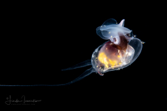 Sea Butterfly - Pteropoda - Euthecosomata - Cavolinia uncinata - with Parasites - Dinoflagellates