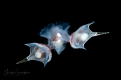 Sea Butterfly - Pteropoda - Euthecosomata - Diacria major -  Mating