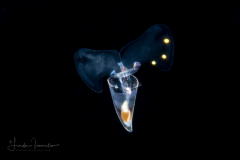 Sea Butterfly - Pteropoda - Euthecosomata - Hyalocylis striata