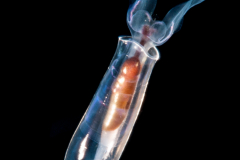 Sea Butterfly - Pteropoda - Euthecosomata - Cuvierina cf. atlantica