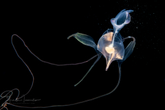 Sea Butterfly - Pteropoda - Euthecosomata - Cavolinia tridentata