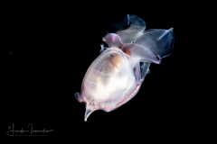 Sea Butterfly - Pteropoda - Euthecosomata - Cavolinia gibbosa