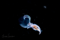 Sea Butterfly - Pteropoda - Euthecosomata - Cavolinia inflexa