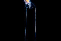 Sea Butterfly - Pteropoda - Euthecosomata - Cavolinia inflexa
