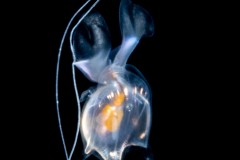 Sea Butterfly - Pteropoda - Euthecosomata - Cavolinia inflexa