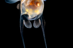 Sea Butterfly - Pteropoda - Euthecosomata - Cavolinia uncinata