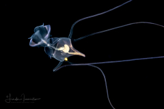 Sea Butterfly - Pteropoda - Euthecosomata - Cavolinia tridentata ?