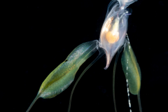 Sea Butterfly - Pteropoda - Euthecosomata - Cavolinia tridentata