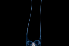 Sea Butterfly - Pteropoda - Euthecosomata - Cavolinia uncinata