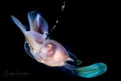Sea Butterfly - Pteropoda - Euthecosomata - Cavolinia tridentata - With Green Mantle Appendages