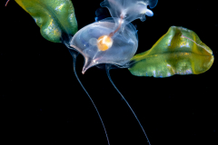 Sea Butterfly - Pteropoda - Euthecosomata - Cavolinia tridentata - With Green Mantle Appendages