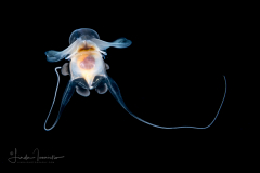 Sea Butterfly - Pteropoda - Euthecosomata - Cavolinia uncinata