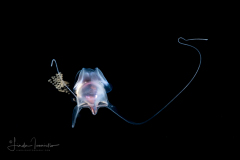 Sea Butterfly - Pteropoda - Euthecosomata - Cavolinia uncinata - Spawning